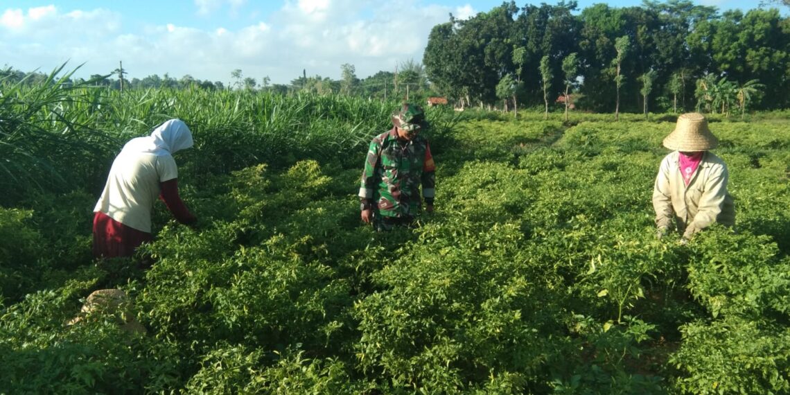 Grafik fluktuasi harga cabai rawit merah di pasar tradisional Sumenep yang mengalami penurunan dari Rp120.000 ke Rp60.000 per kilogram pada Januari 2026.