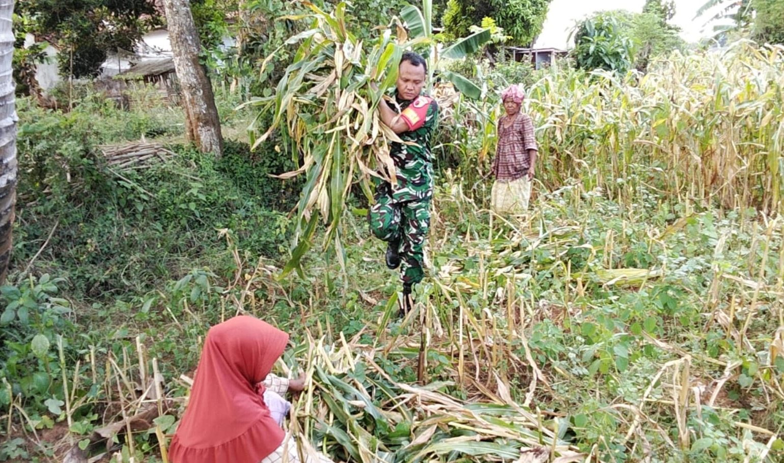 Hamparan jagung hasil panen raya di lahan pertanian Desa Dasuk Sumenep yang siap didistribusikan.