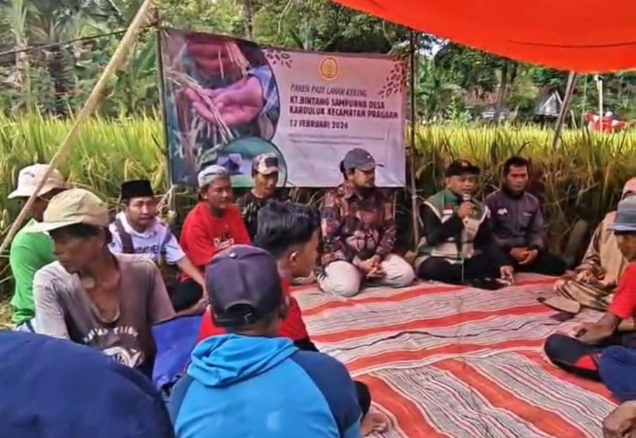 Kegiatan panen raya padi varietas Inpari 42 di lahan kering Desa Karduluk Sumenep oleh Poktan Bintang Samporna