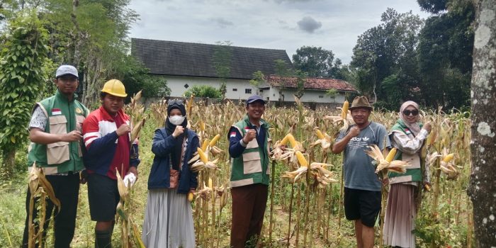 Panen Jagung RK 457 di Manding Sumenep PPL Manding melakukan ubinan jagung varietas RK 457 di lahan Kelompok Tani Tiga Saudara Desa Gunung Kembar Sumenep