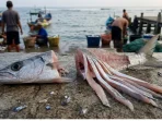 cara-memotong-umpan-ikan-kaban-maduratani